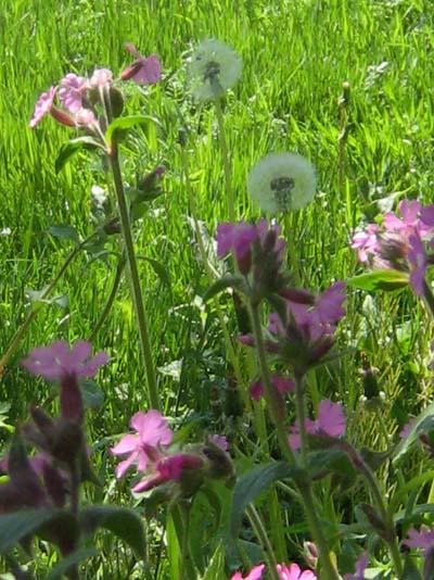 fleurs