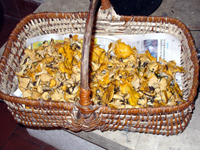 img girolles