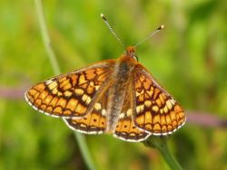 img papillon