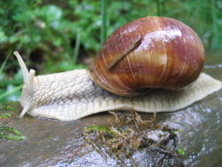 img escargot de Bourgogne