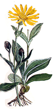 img Arnica